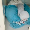 털로 덮인 친구들 인천검단점 이미지
