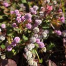 제주 밭담숲 치유농장 | 제주에서 만나는 나만의 작은 숲, 테라리움 만들기 체험