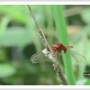 고추잠자리 이미지