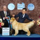 베스트 인 쇼 이미지