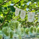 코코농장 2 이미지