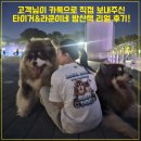 라쿤패션 | 알래스칸 말라뮤트 타이거&라쿤이네 감동의 밤산책 리얼 후기! (feat. 실버테일 주문제작 반려동물...