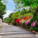 비밀스러운 대통령의 산책길, 청와대~북악산 숲길 이미지