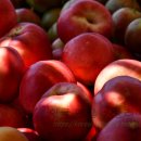 화선농장 | 6시내고향 화순 가을을 부탁해 추희, 가을자두 추희 파는 곳 택배 주문 방법 소개 - 8월 24일, 전남...