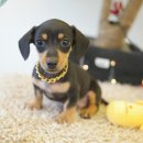 도그라이프 대구강아지분양 | 미니 닥스훈트 새끼 강아지분양 '레오' 대구도그라이프