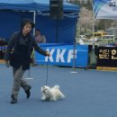 중앙애견 이미지