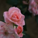 이은미 콘서트 이미지