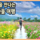 가을꽃에 물든 태화강 국가정원 그리고 울산 중구여행 / 울산큰애기, 태화루, 함월루, 십리대숲 은하수길 / 울산여행, 가을여행 이미지