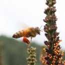 꿀벌아 고마워 공인중개사사무소 이미지