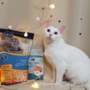 씨씨펫(주) 이미지