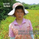 최경주홍화팜