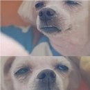 이슬목장 이미지