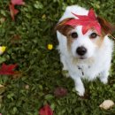 24시청주나음동물메디컬 이미지