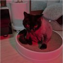 동물친구들 애견미용실 이미지