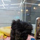 야옹아 멍멍해봐 세종점 이미지