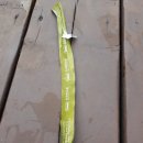 한국민속촌수영장 이미지