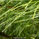 솔잎이슬 이미지