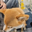 와글와글댕댕 이미지