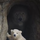 아,귀여워 이미지