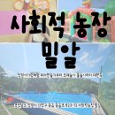 밀알농장 | [사회적농장 밀알]창원아기랑체험 피자만들기부터 모래놀이 물놀이까지 대만족