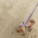 굿잡초이스 이미지