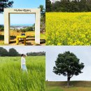 항몽유적지 | 제주 4월꽃 구경 봄여행 항파두리 항몽유적지 나홀로나무