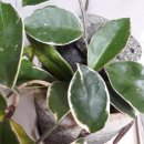 마음담은계절농원 이미지