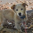 마이산다옴펜션 이미지