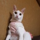 강아지언니 이미지