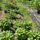 처음농장 이미지