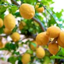 레몬트리 이미지