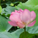 풀꽃세상채식뷔페 이미지