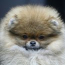 Pom생Pom사 이미지