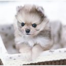 퍼피캣 강아지분양 인천루원시티점 이미지