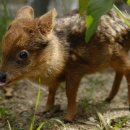 제일사슴농장 이미지