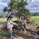 버팔로동물병원 | 여행#3] 아프리카 케냐여행:: 올페제타 2박3일 사파리 후기, Sweetwaters serena camp 소개 (2025.10 ver.)