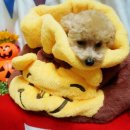 펫파맘