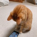 멍때리는 고양이 이미지