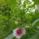 접시꽃민박 이미지