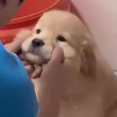 슈붕아 Daum카페