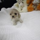 도그웨이 청주점 이미지