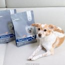 Dr.J동물병원 | 강아지 저알러지 동물병원 처방사료 베츠초이스 피부모질 플러스 후기