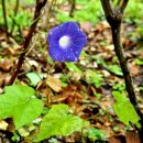 세가래로 이미지