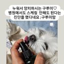 주식회사 미미펫 이미지