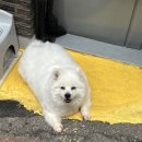 댕댕이버스 이미지