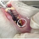 녹번동물병원 이미지