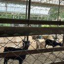 우리 사슴목장 2농장 네이버블로그