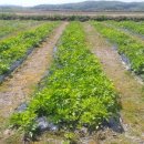 원화농장 이미지