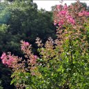 온천단지 가로수길 이미지