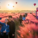 청천전통시장 | 고창청농원 핑크뮬리축제 2025, 가을빛 물든 정원에서 걷다